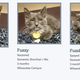 Illustration for article titled This Is How You Name a Bunch of Shelter Cats